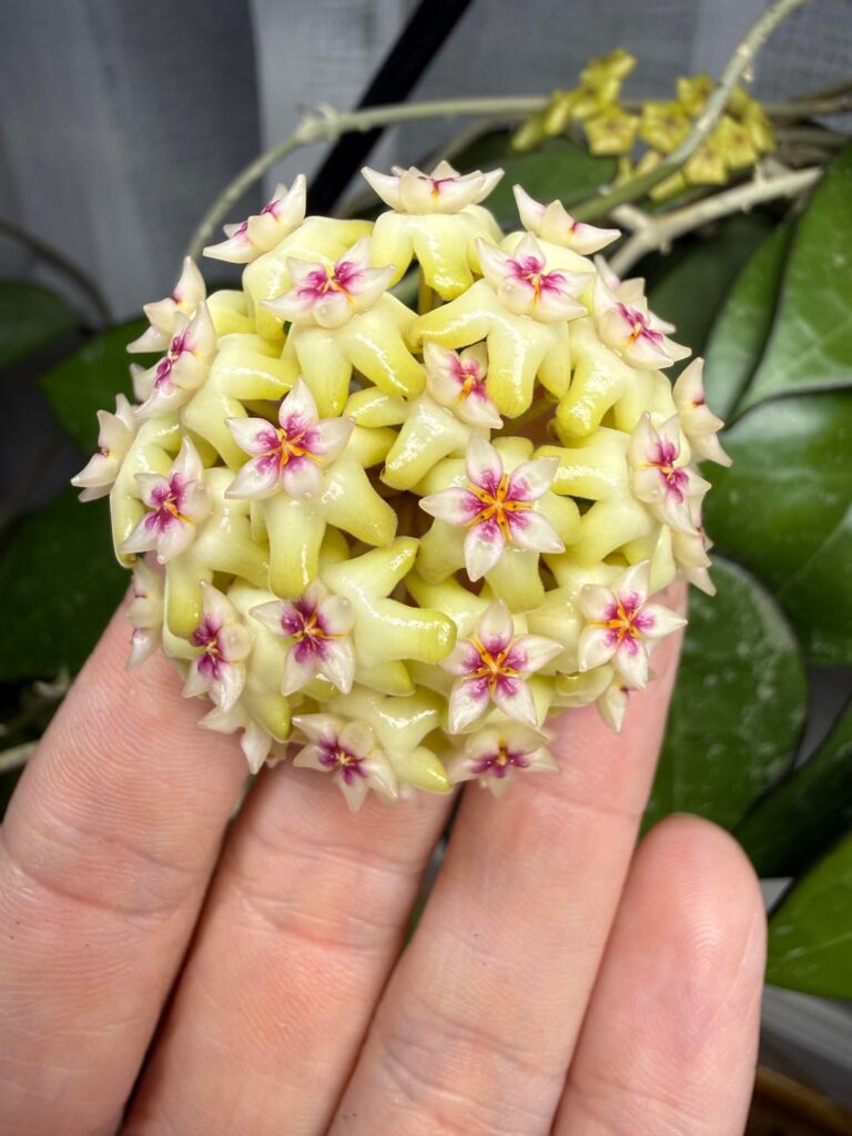 Hoya verticillata’s 1st bloom