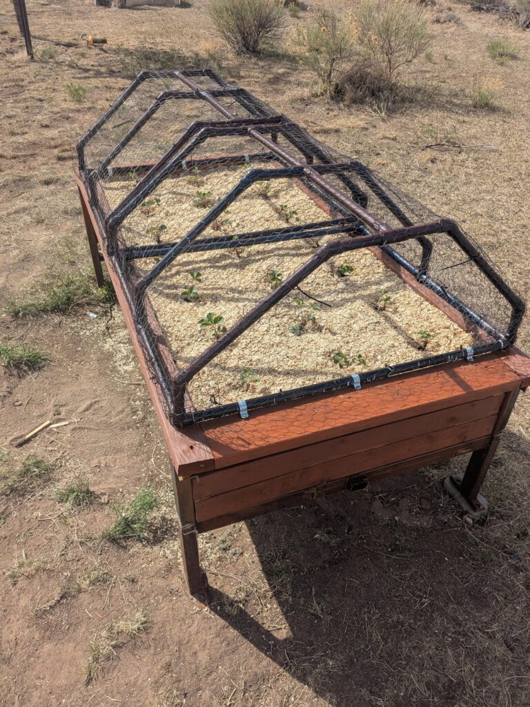 Check out my new strawberry jail! Check out my new strawberry jail!