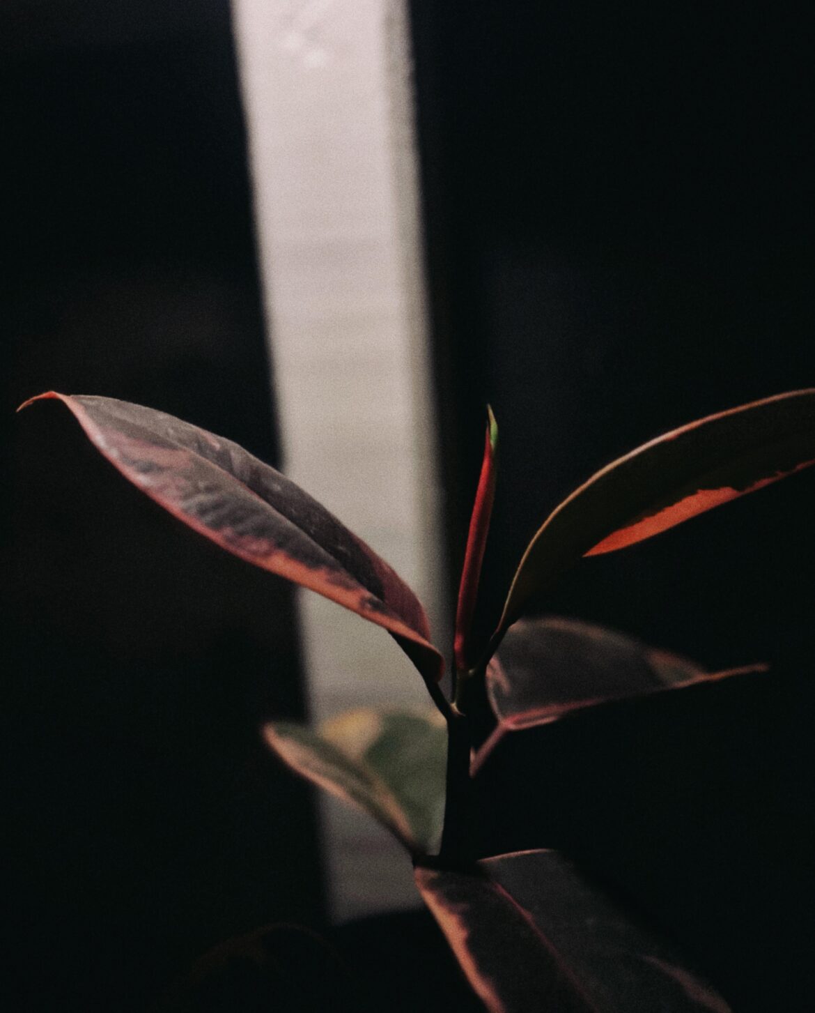 Black cardinal philodendron on a stormy night