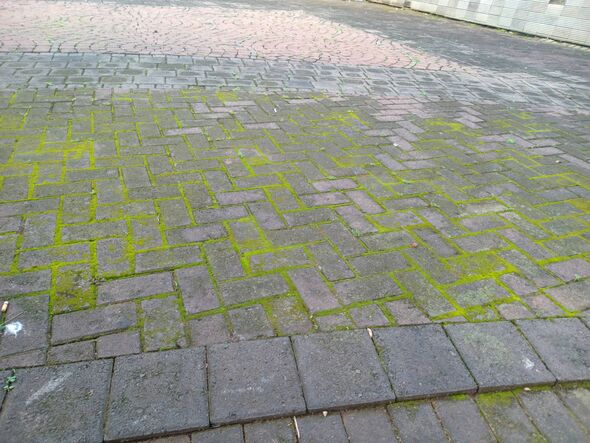 Moss covered brick pavement with gray paving stones and green algae in the joints, outdoor walkway texture background. Moss covered brick pavement with gray paving stones and green algae in the joints, outdoor walkway texture background.