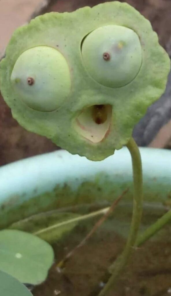 Strange plant in Vietnam