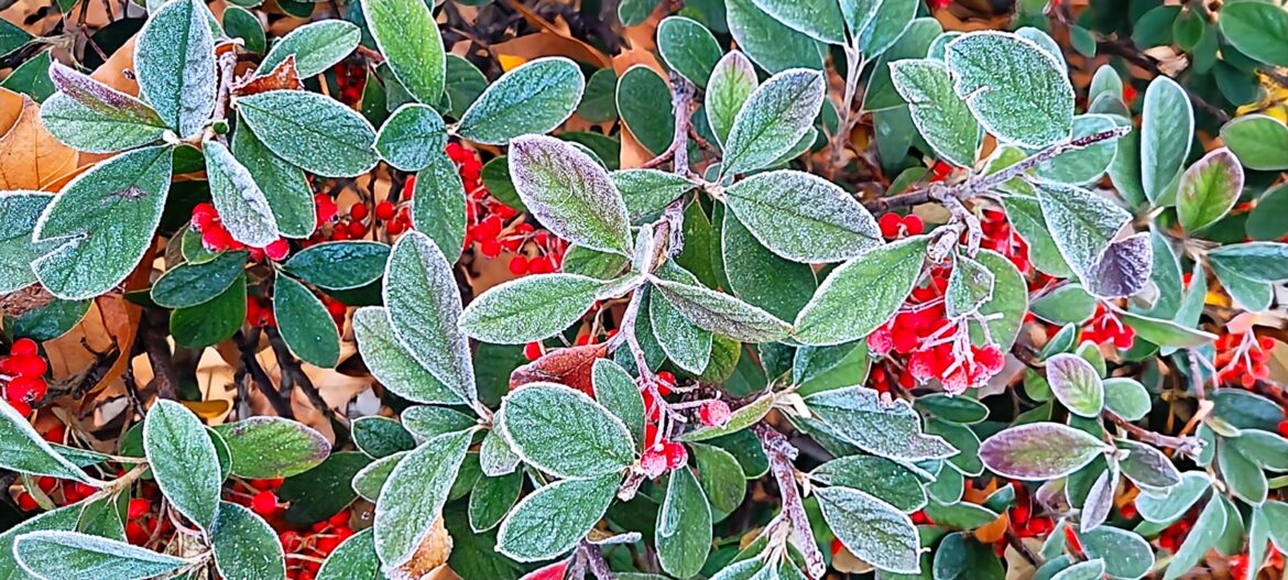 Cotoneaster [OC].