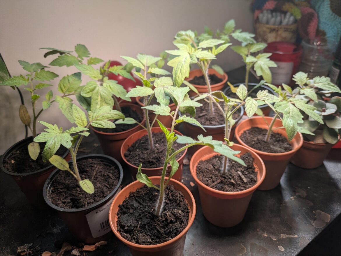 First time growing tomatoes