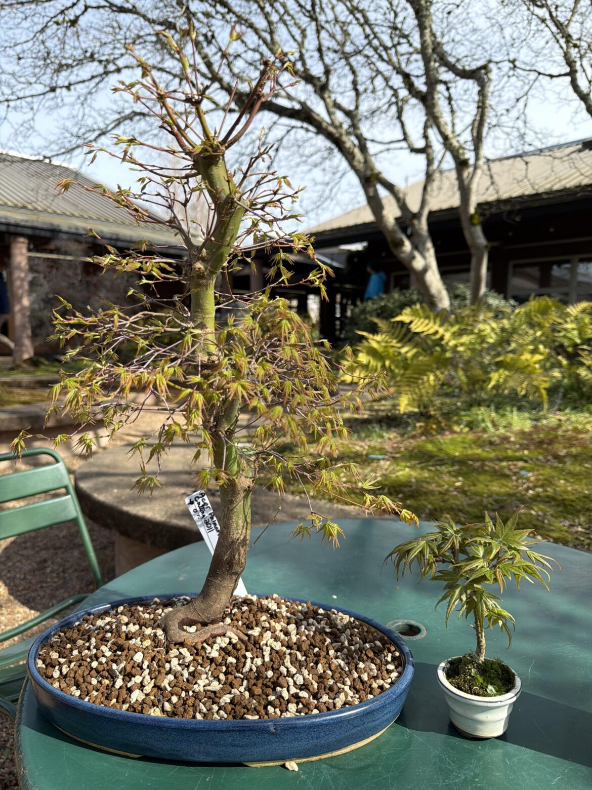 Stolen Bonsai from Seattle Area Stolen Bonsai from Seattle Area