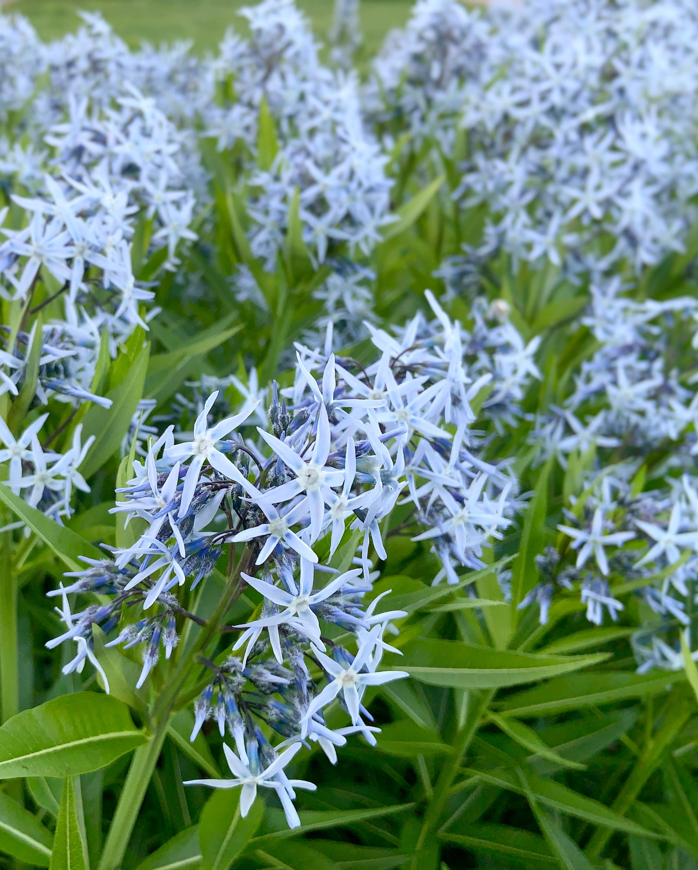 best perennial flowers plants amsonia