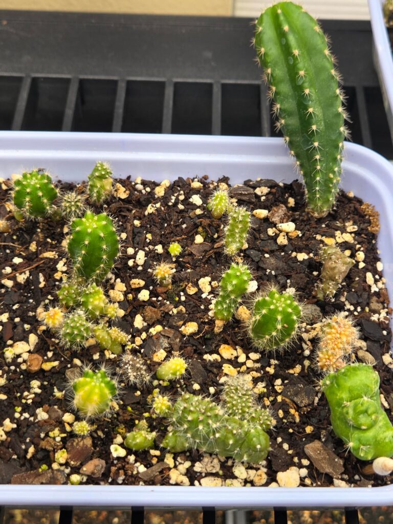 #1470 misplant seedlings