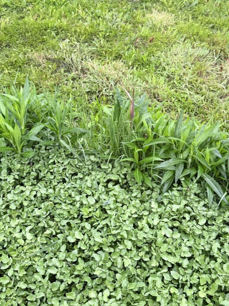 Spring fed runoff