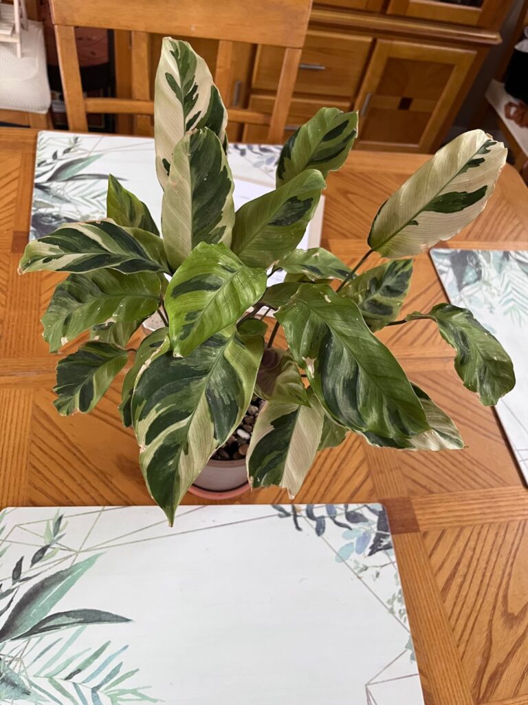 Yellow fusion new leaves Yellow fusion new leaves