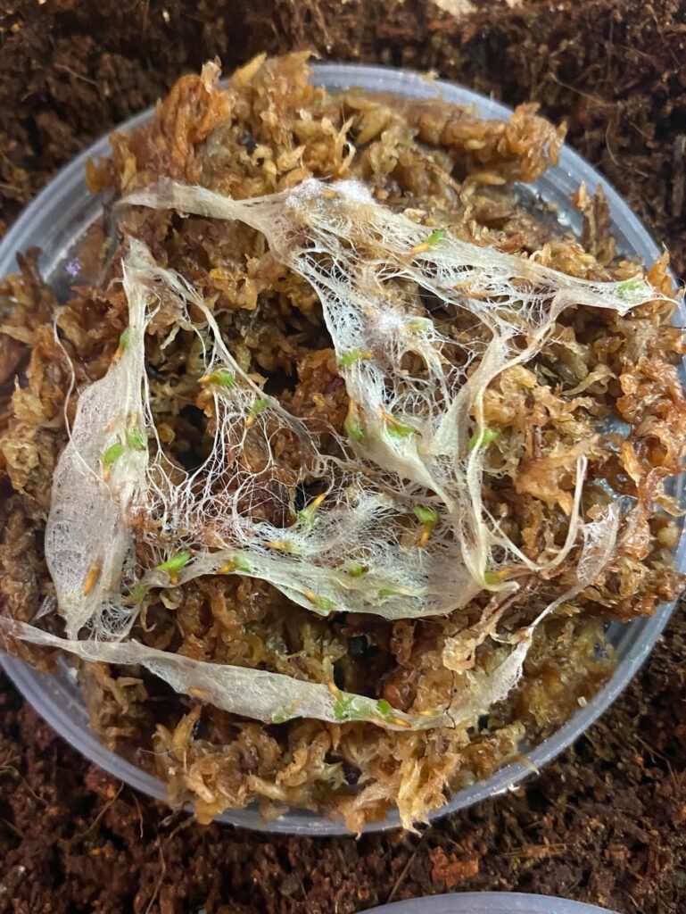 One month of progress! First time growing from seed One month of progress! First time growing from seed