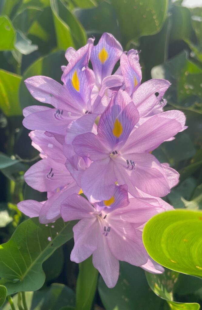 Common water hyacinth.