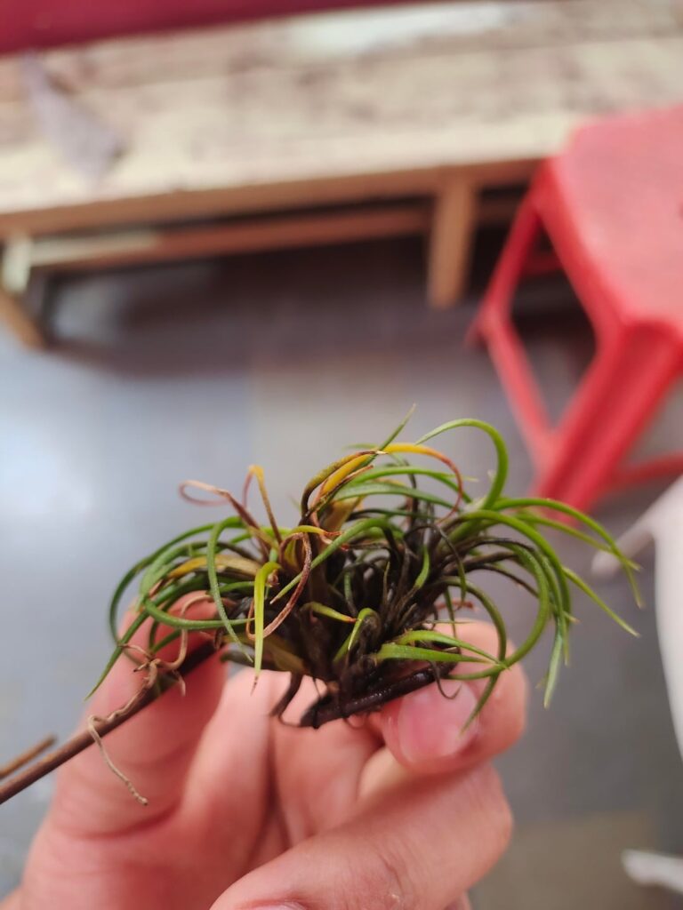 I am loosing all my Air plants I am loosing all my Air plants