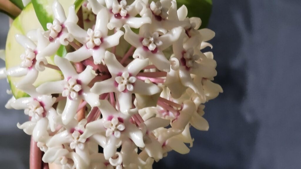 Hoya Australis lisa
