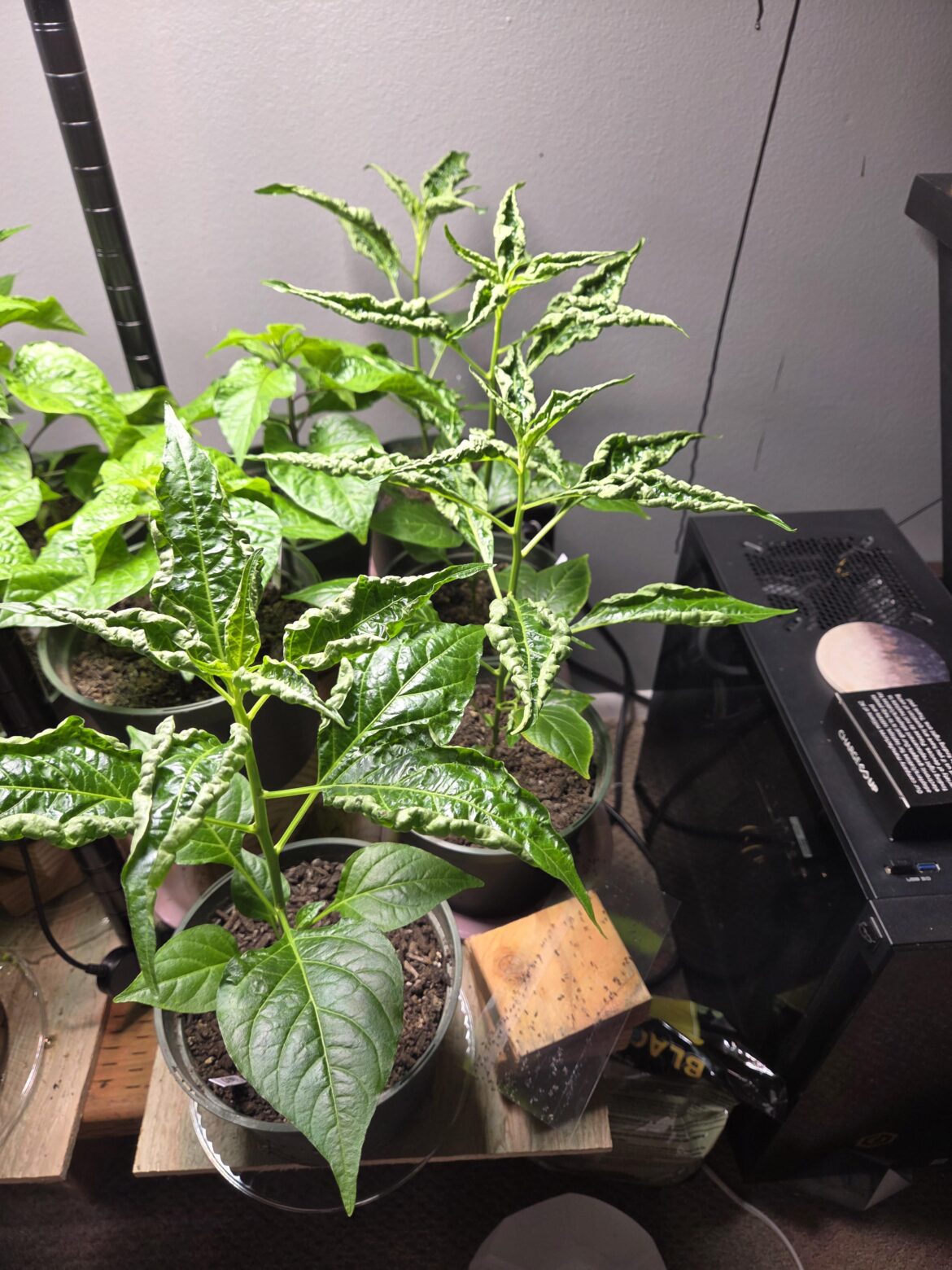 Tabasco Peppers Leaves Curling