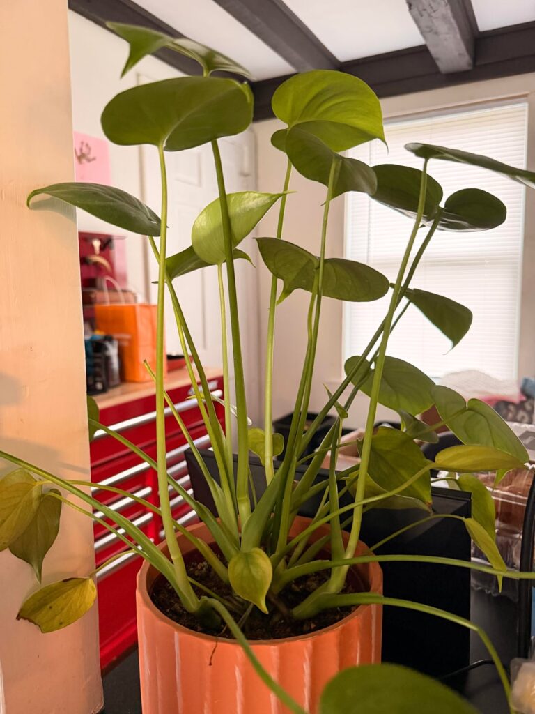 Monstera plant has really long stems??