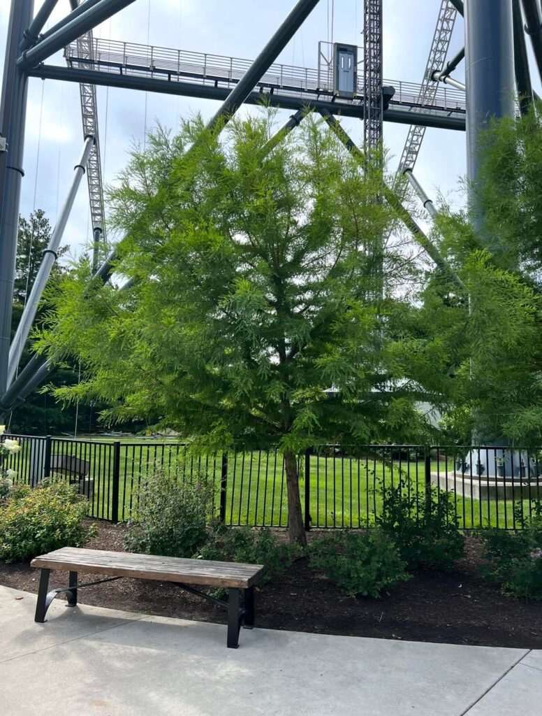 What kind of tree is this?