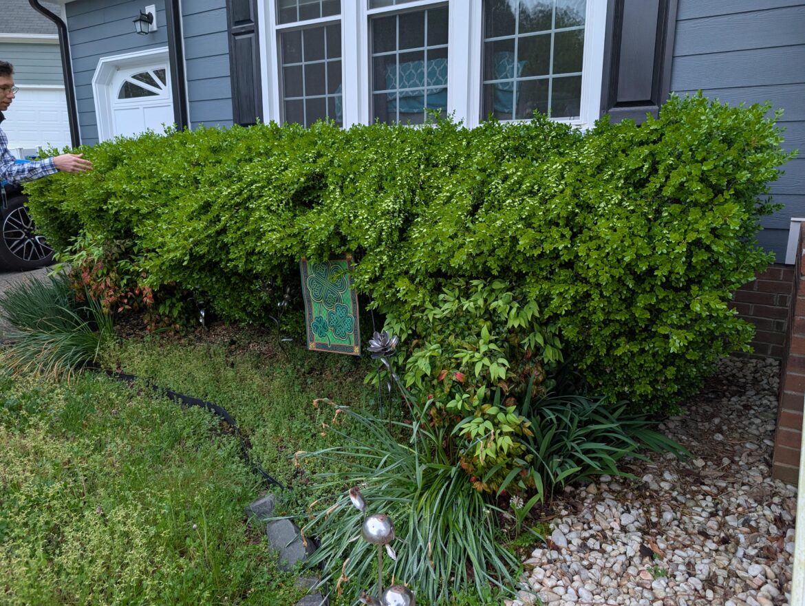 Are these boxwoods(?) doomed?