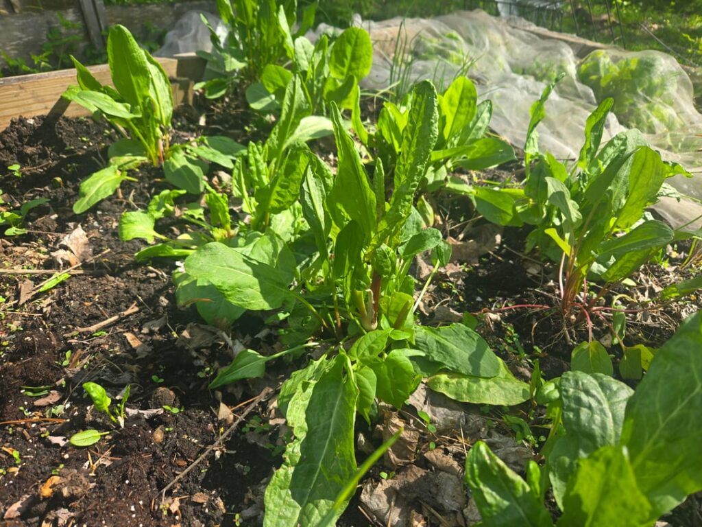 Don’t sleep on sorrel – a delicious European perennial spring green Don't sleep on sorrel - a delicious European perennial spring green