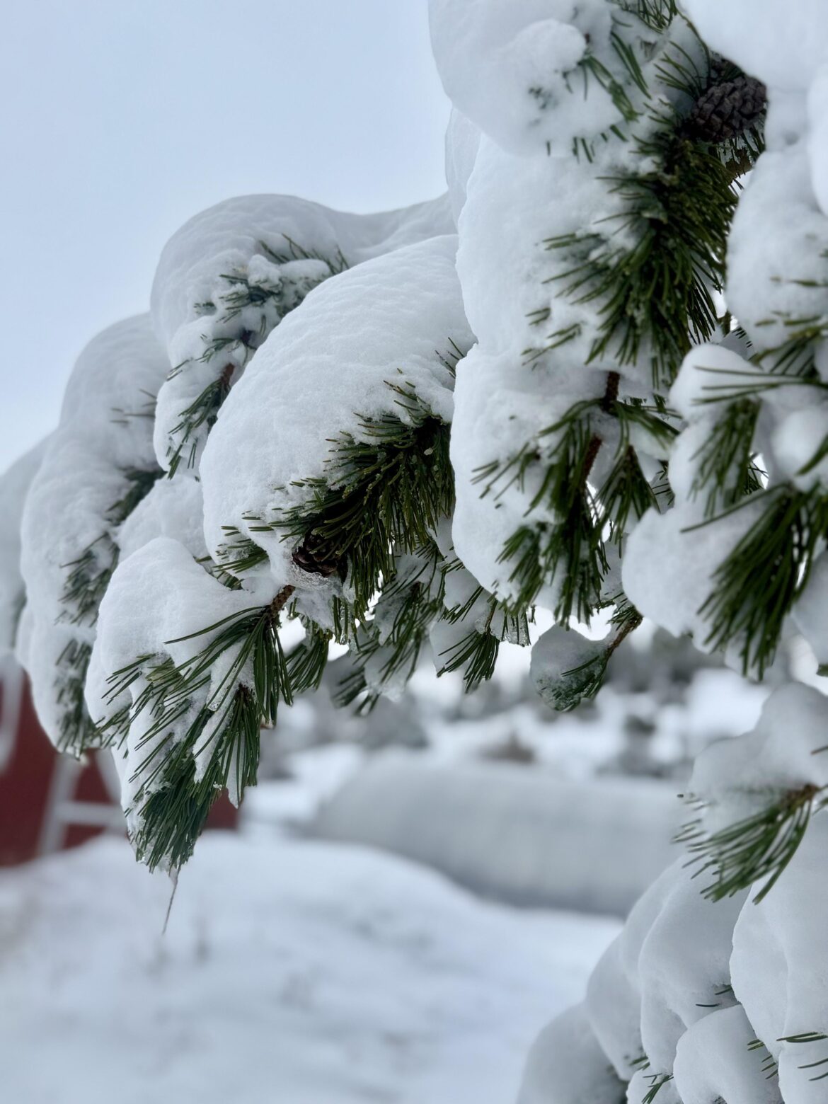 Now it snows….🤪