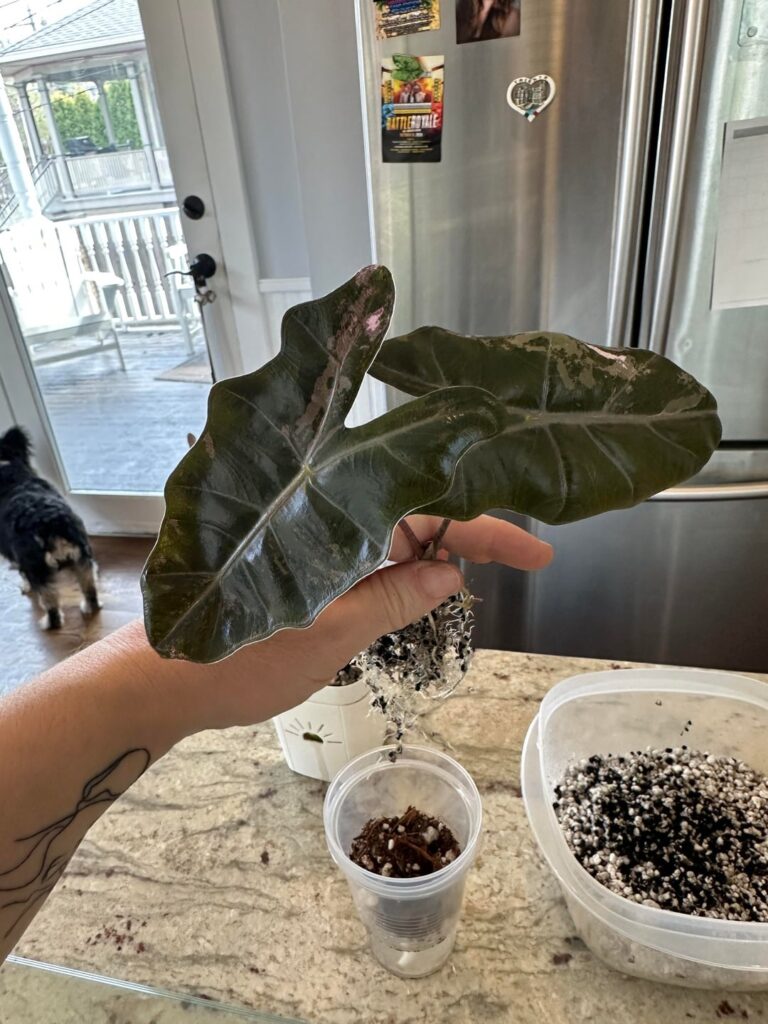 From corn to real plant in 5 weeks