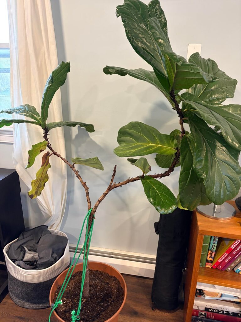 Pruning this ridiculous plant?