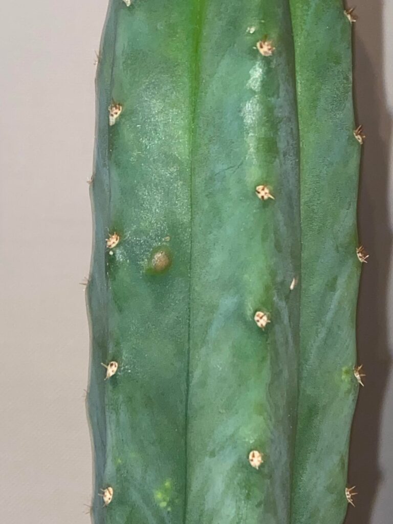 My cactus has a pimple