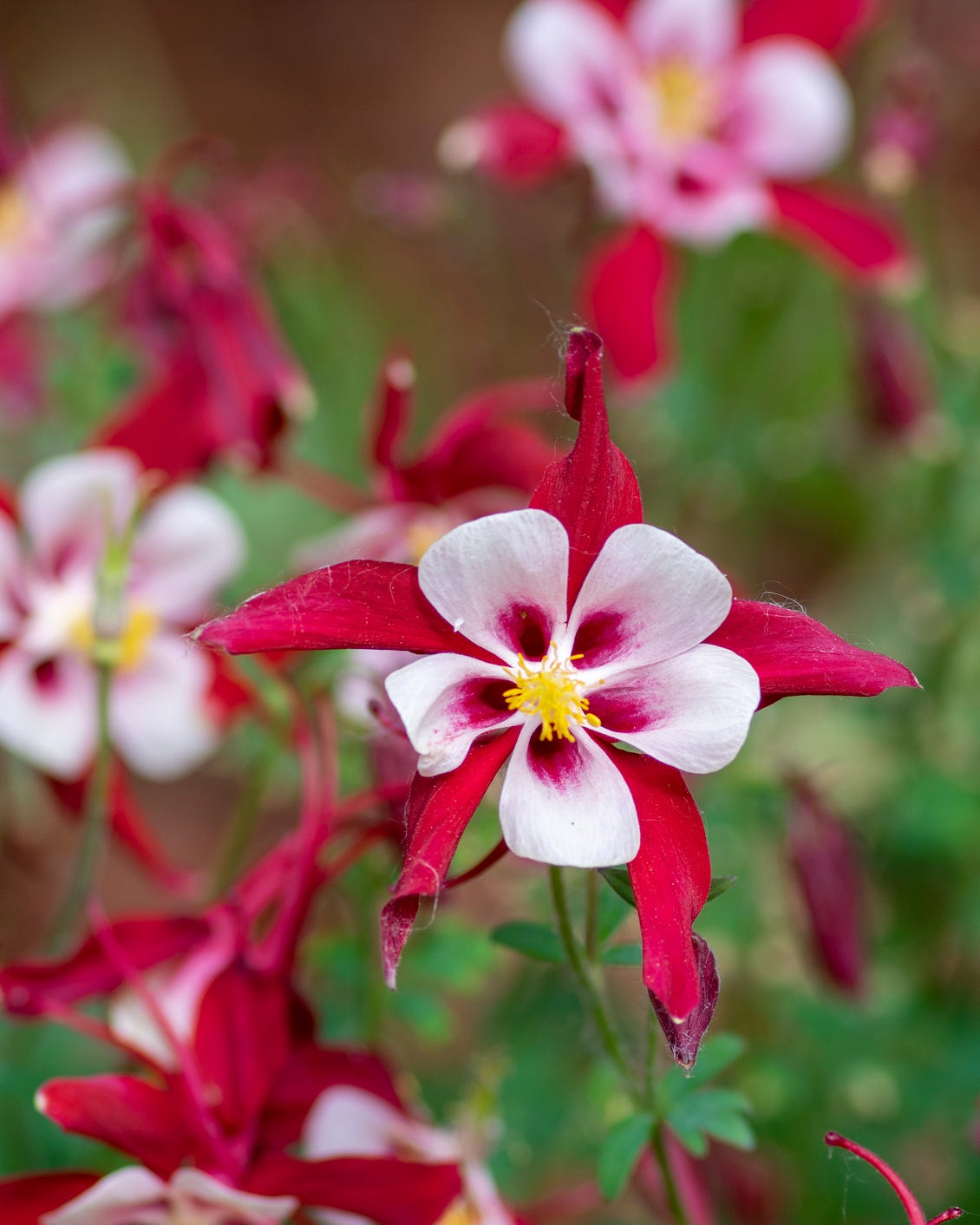 best perennial flowers plants columbine