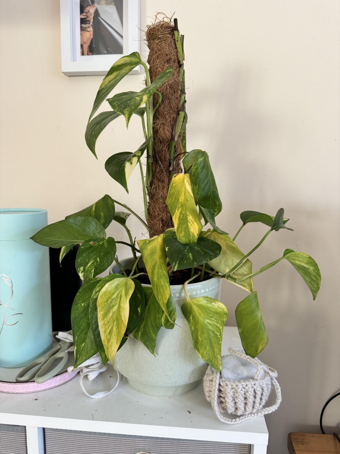 I’m a pothos killer.