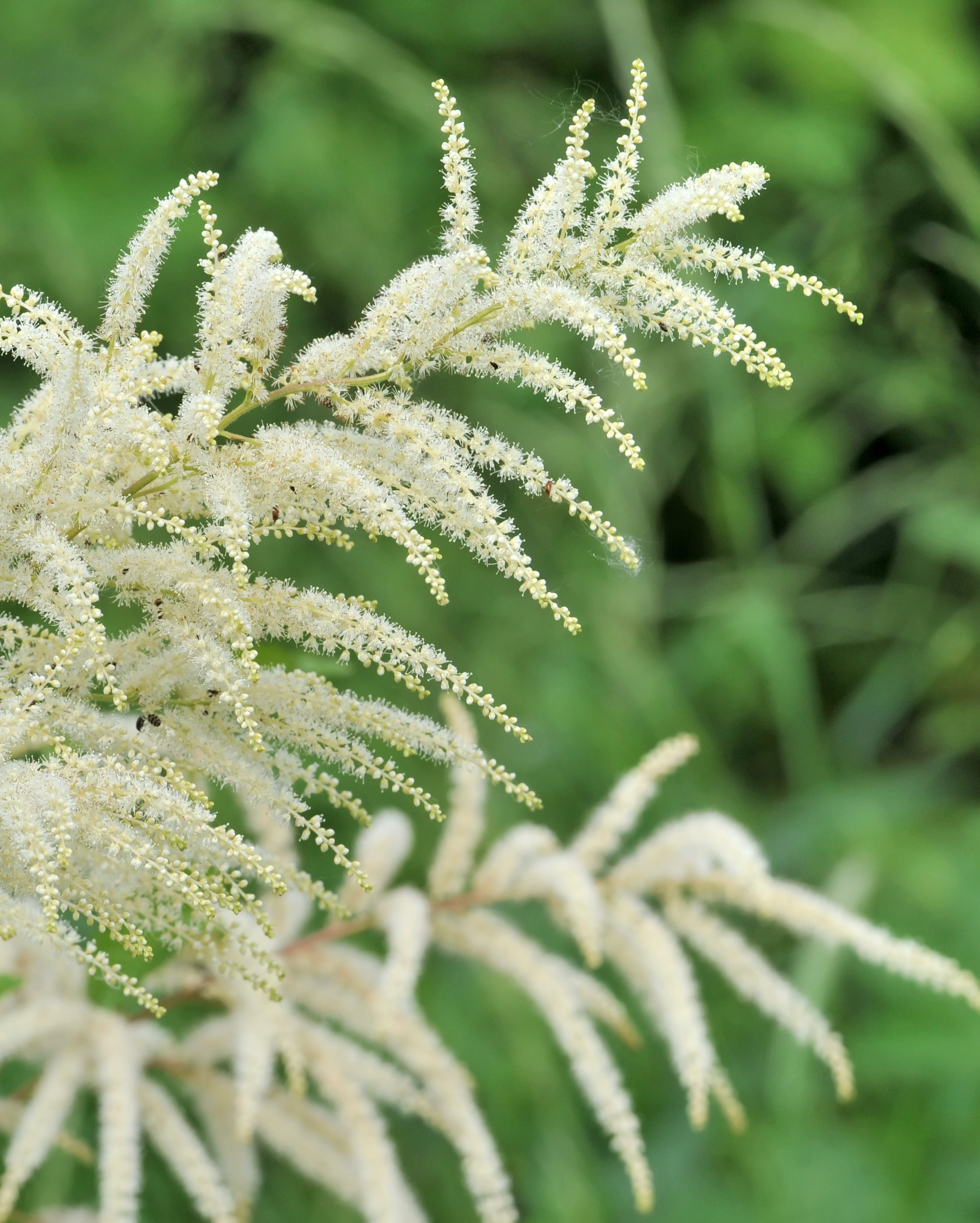 best perennial flowers plants goatsbeard