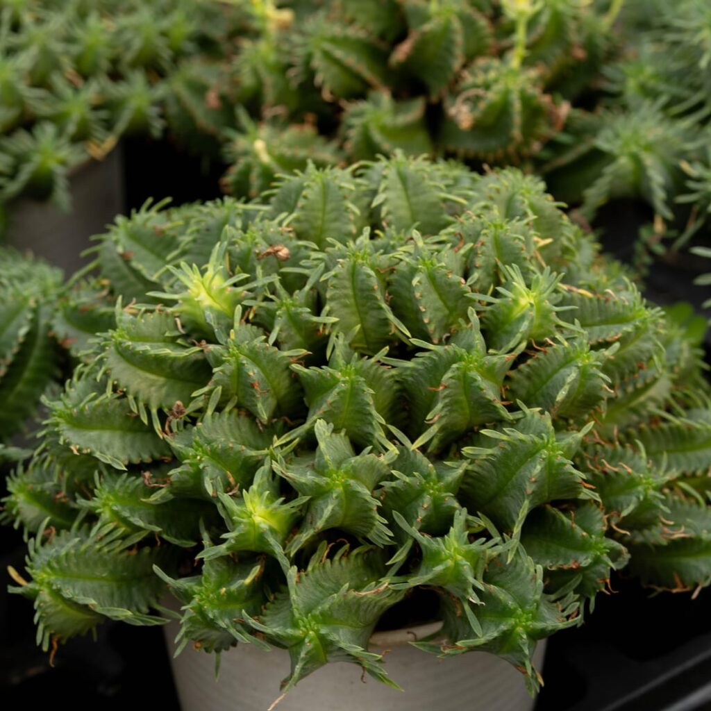 Euphorbia pulvinata