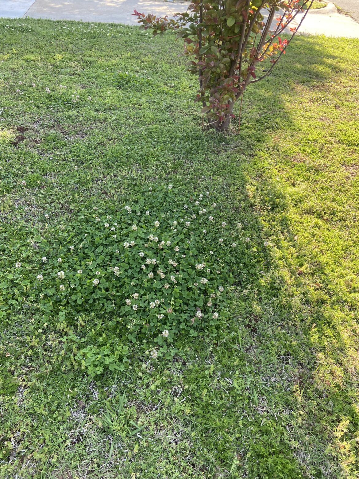 Clover I seeded two years ago is doing well! This is the best patch of several. Clover I seeded two years ago is doing well! This is the best patch of several.