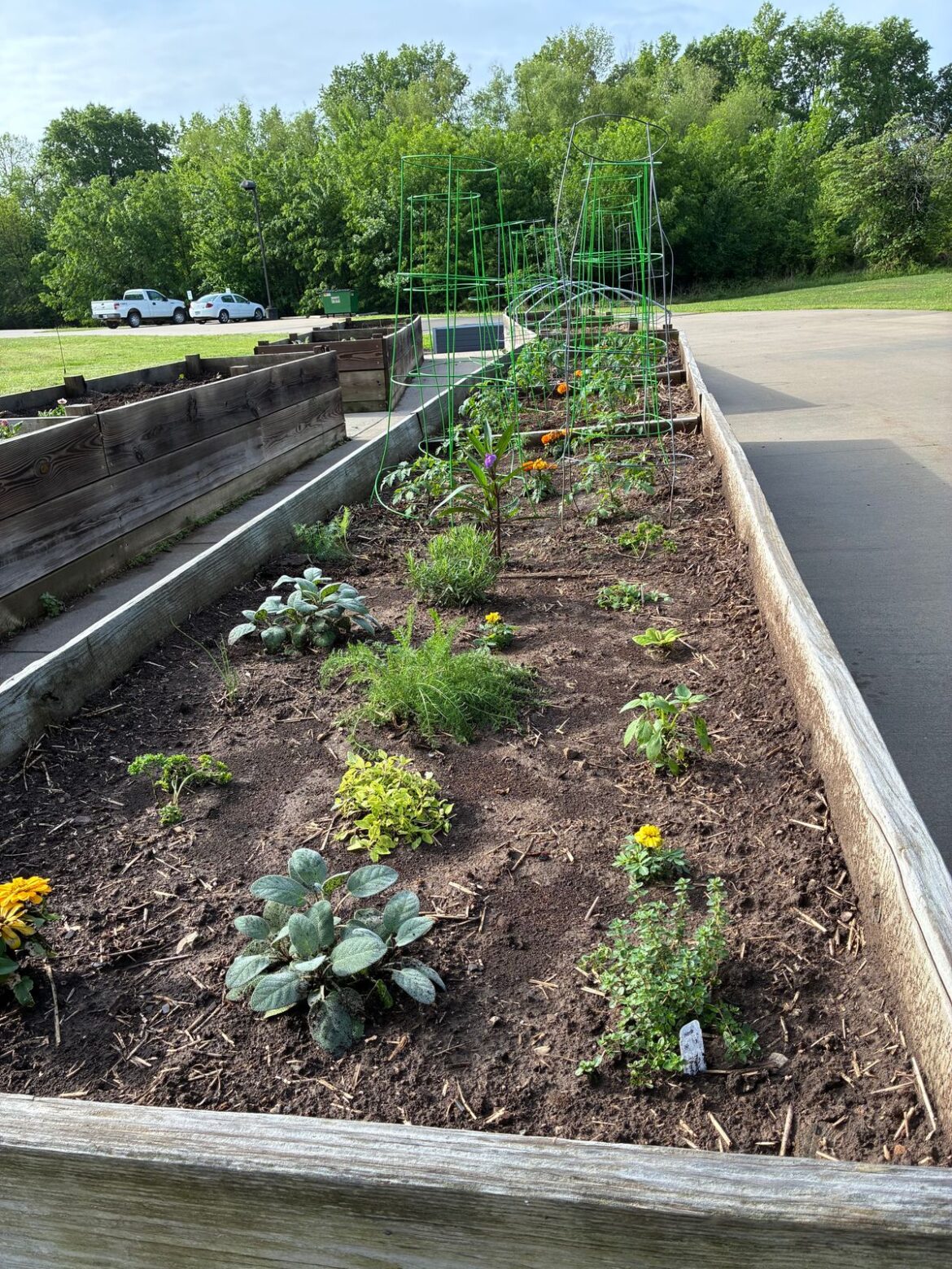 Nevada’s first-ever Garden Crawl kicks off On My Own community garden … Nevada’s first-ever Garden Crawl kicks off On My Own community garden ...