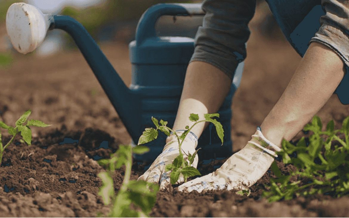 Plant a garden and believe in tomorrow