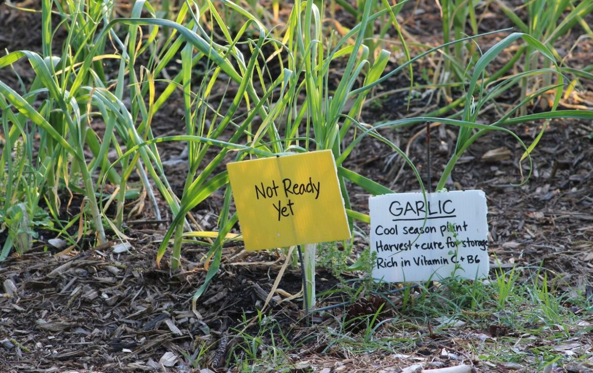 Vandals strike community garden