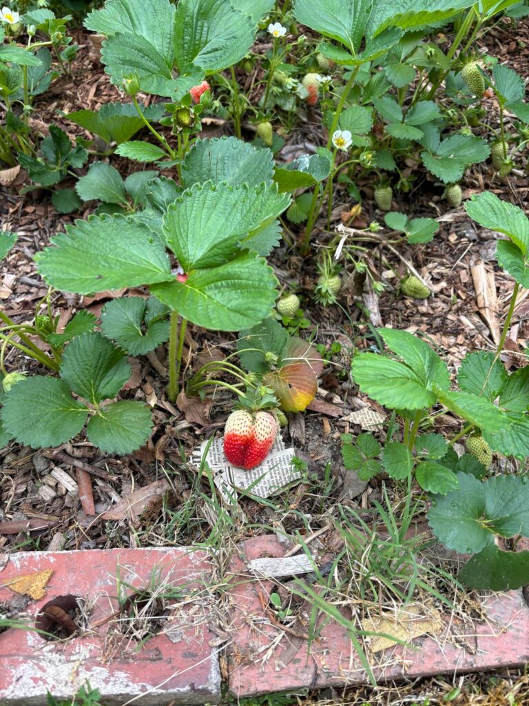 Strawberries half ripe