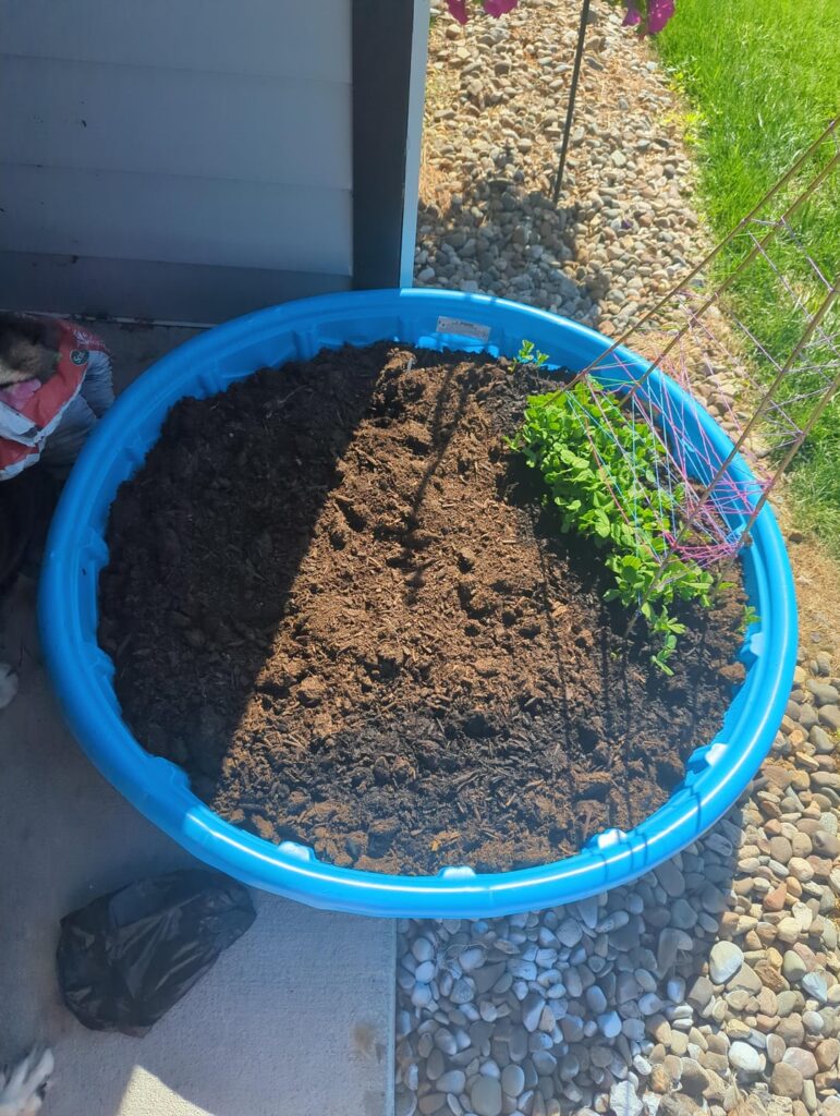 My Garden (need input)