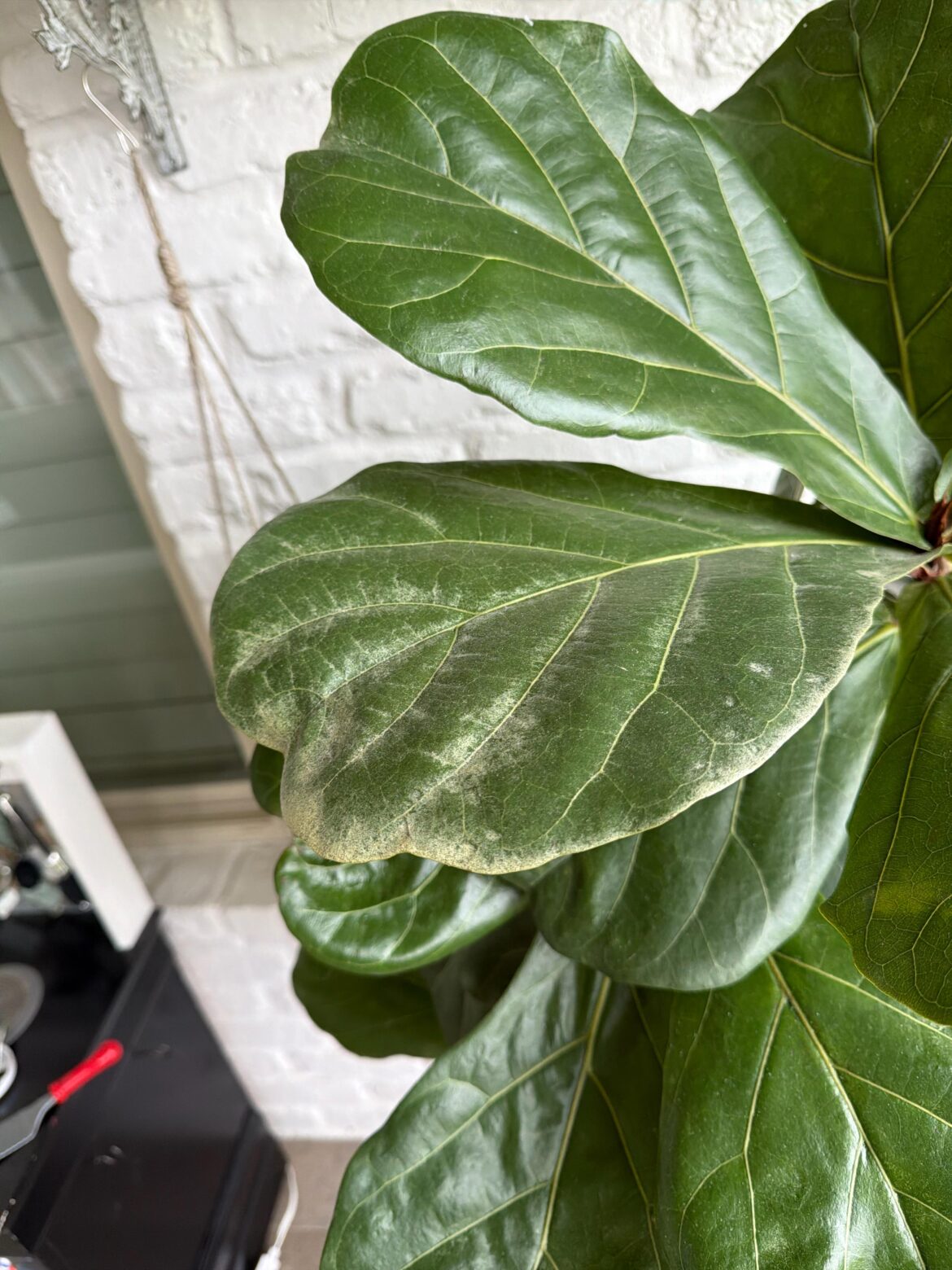 What’s going on with my fiddle leaf fig?