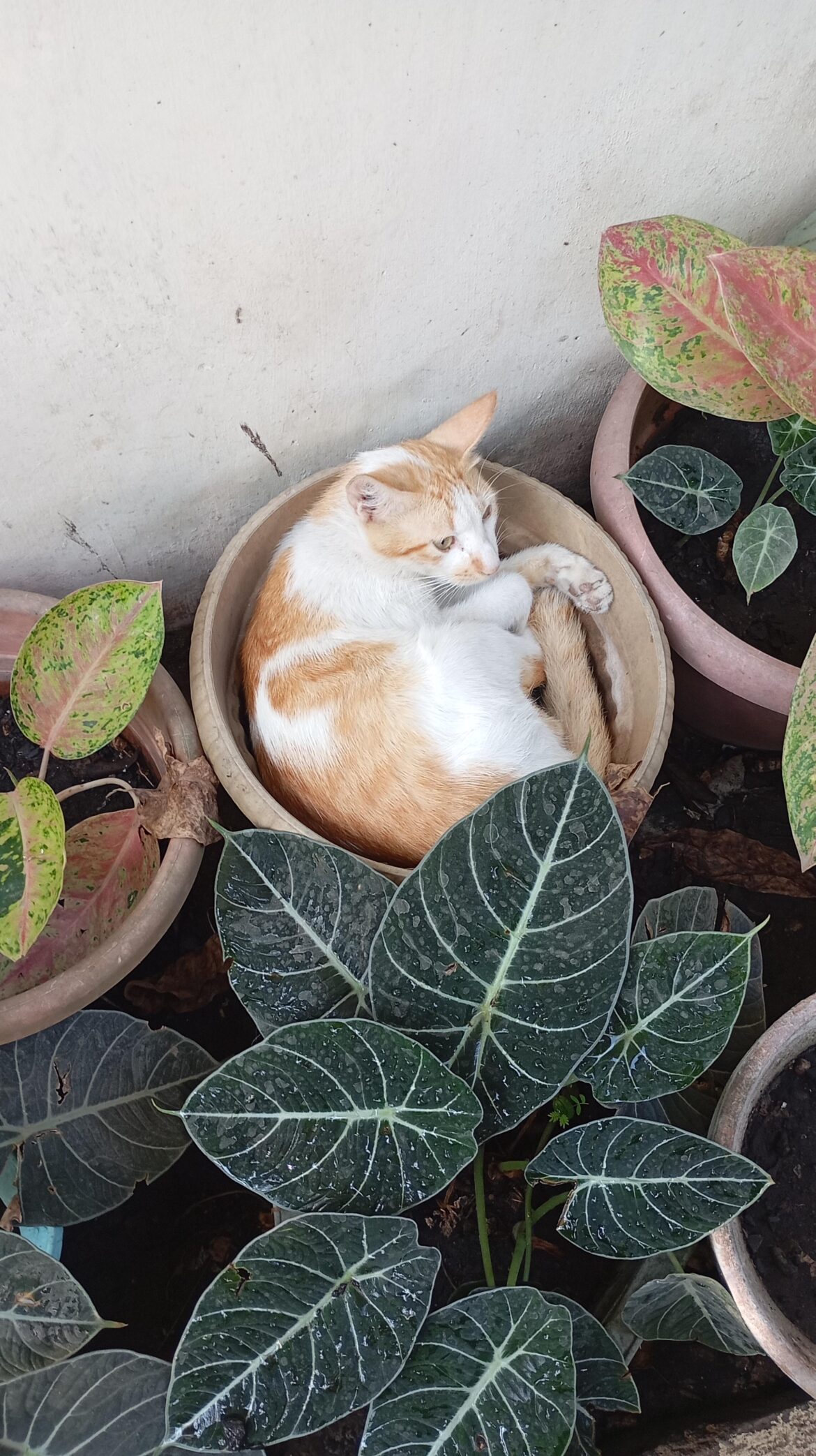 What a strange plant