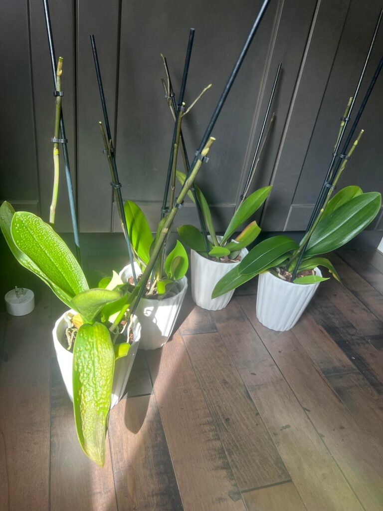 I tried saving these orchids. Anyone know what could be wrong? I tried saving these orchids. Anyone know what could be wrong?