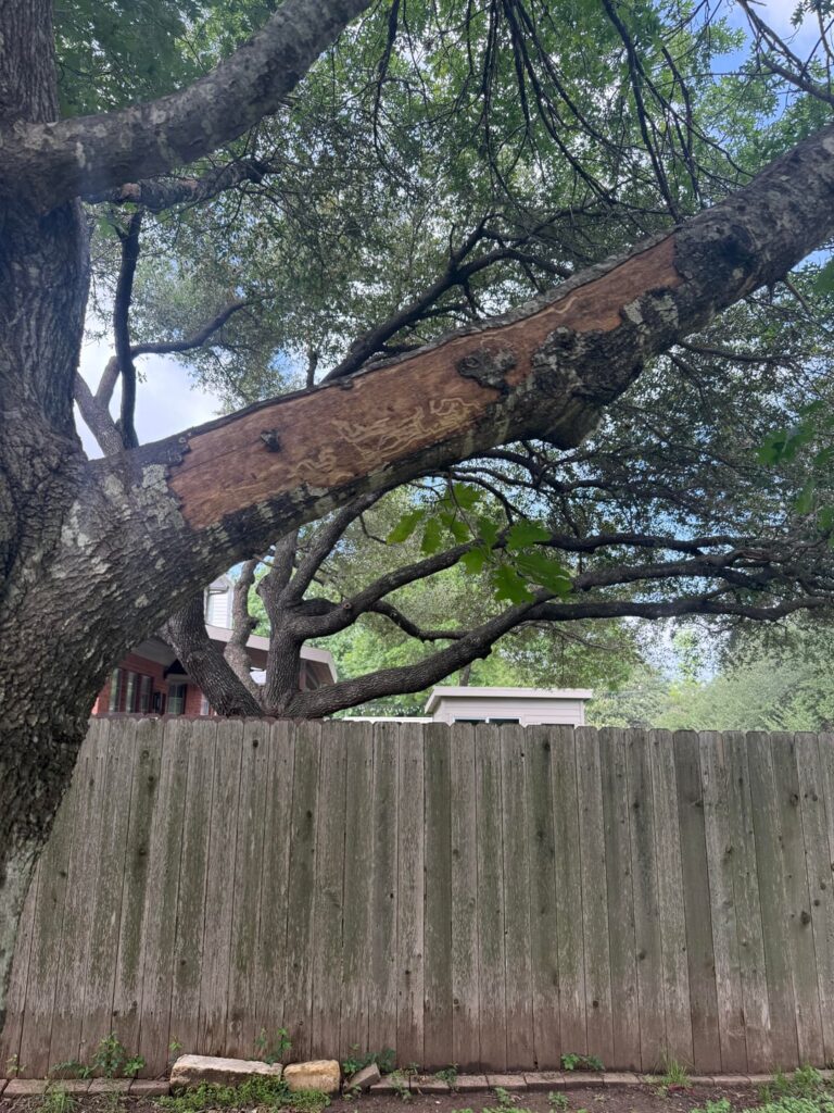 What’s causing the bark on this red oak tree to strip like this?