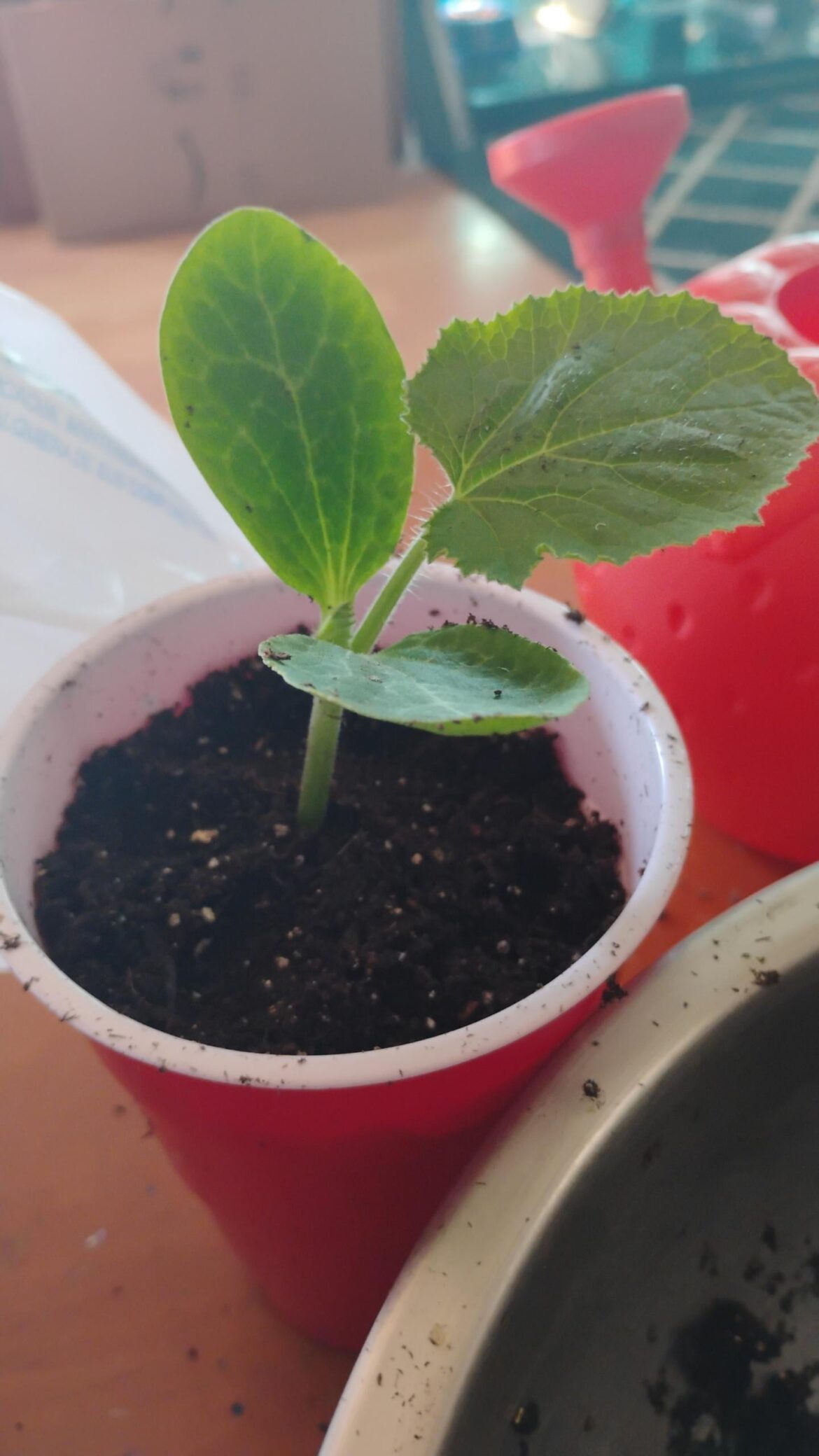 My first full true leaf!
