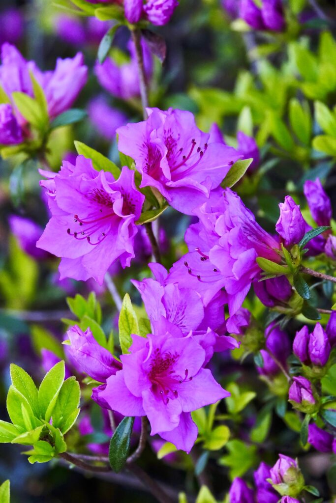 Rhododendrons looking beautiful