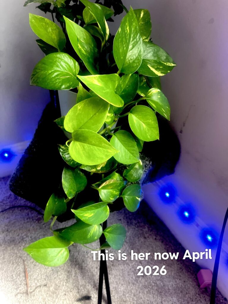1 year update 🏆 Pothos has been doing very well and has kept up with me and my mess 😭💚😅 1 year update 🏆 Pothos has been doing very well and has kept up with me and my mess 😭💚😅