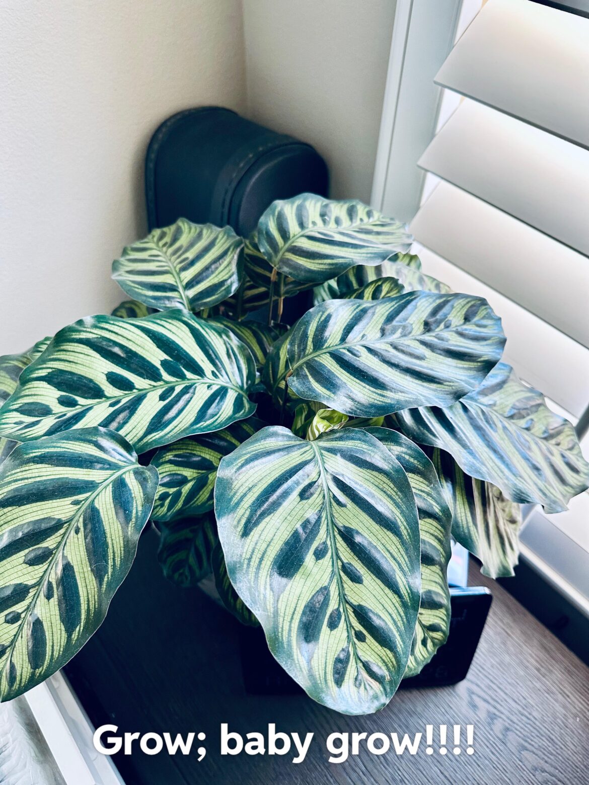 Check out my beauty ♥️