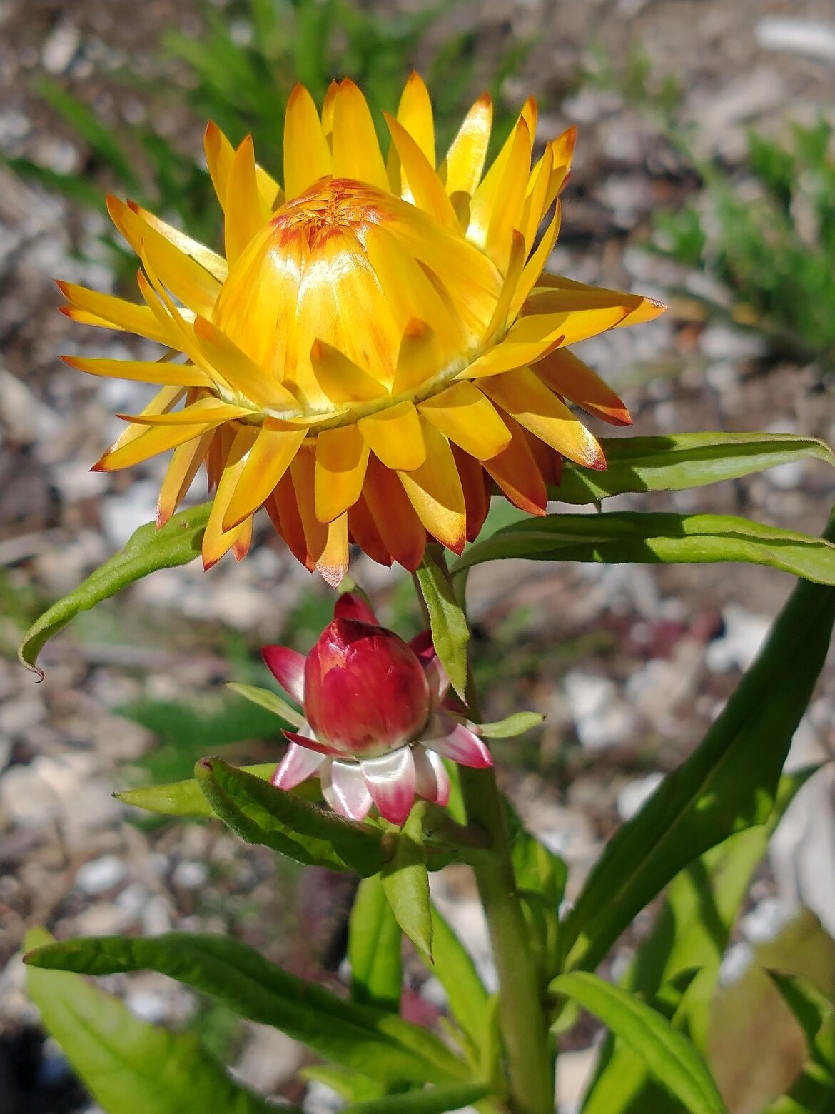 Xerochrysum bracteatum aka Strawflower
