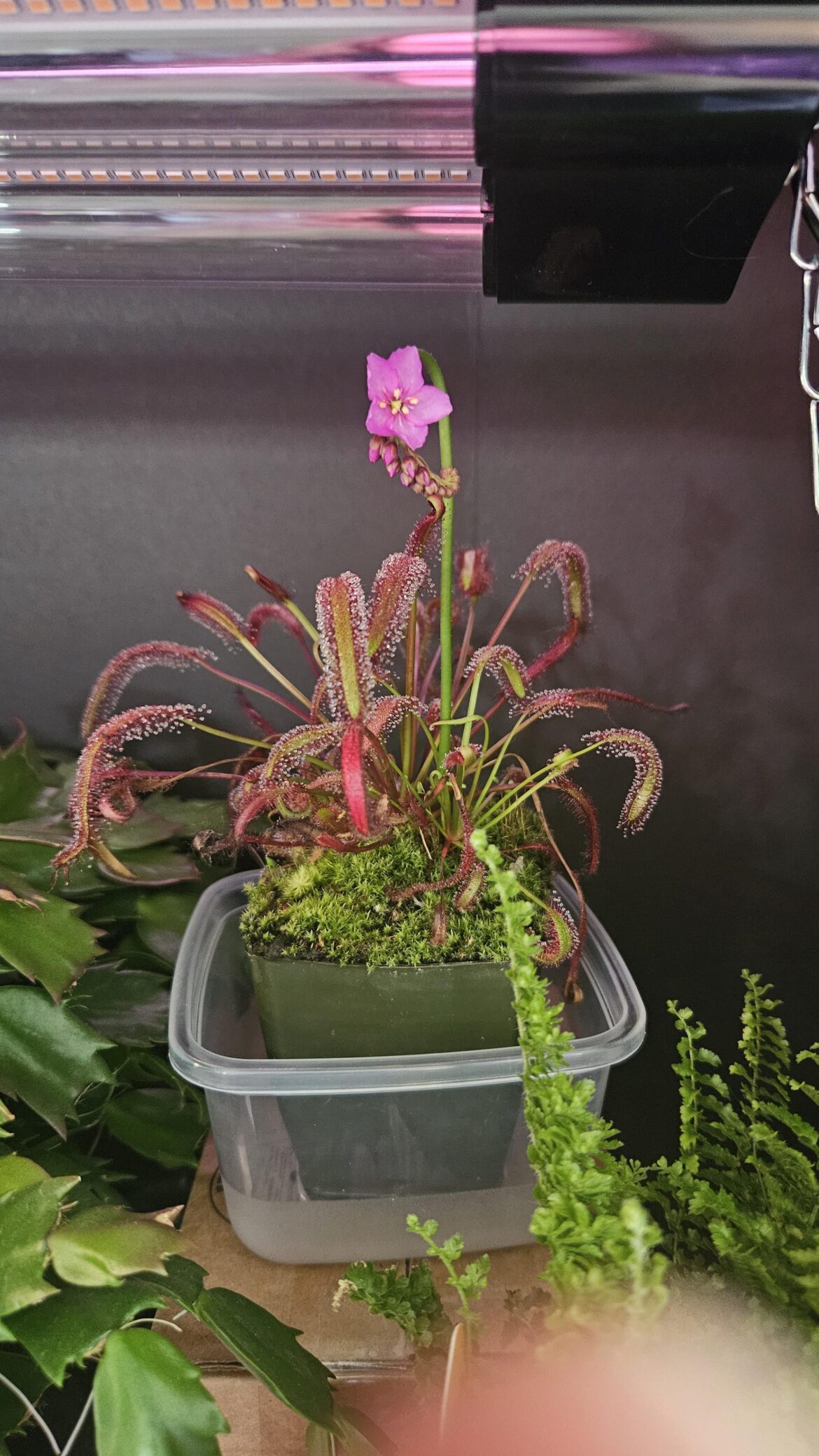 First time I caught a bloom!