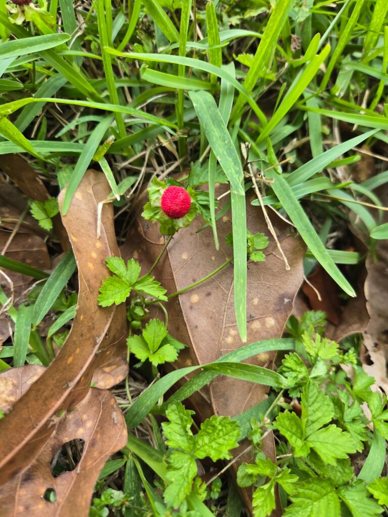 Weird plant in my yard, Mississippi Weird plant in my yard, Mississippi