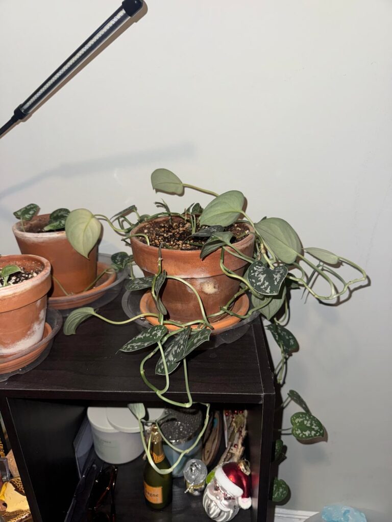 How can I help my satin pothos How can I help my satin pothos