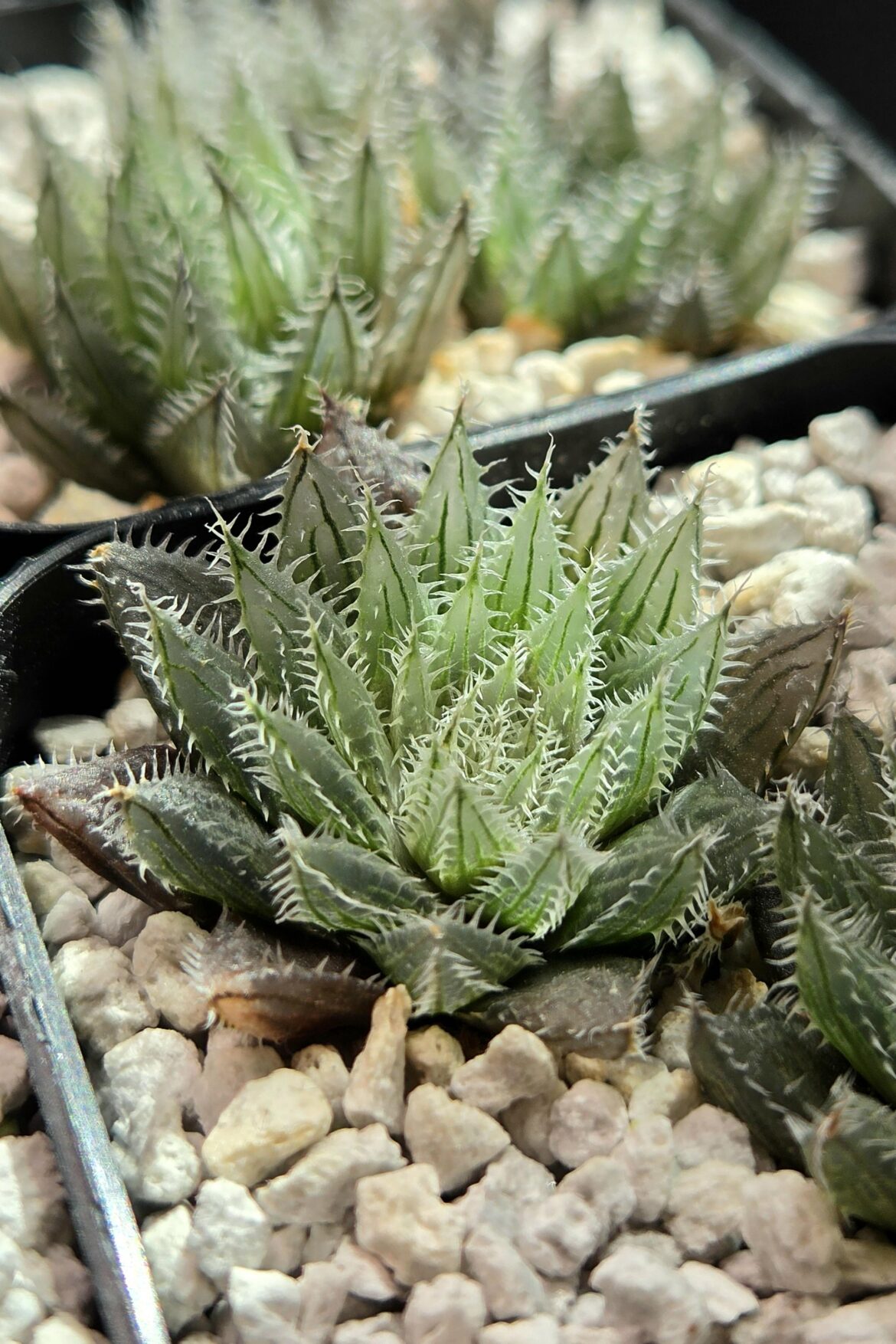 H. cummingii seedlings