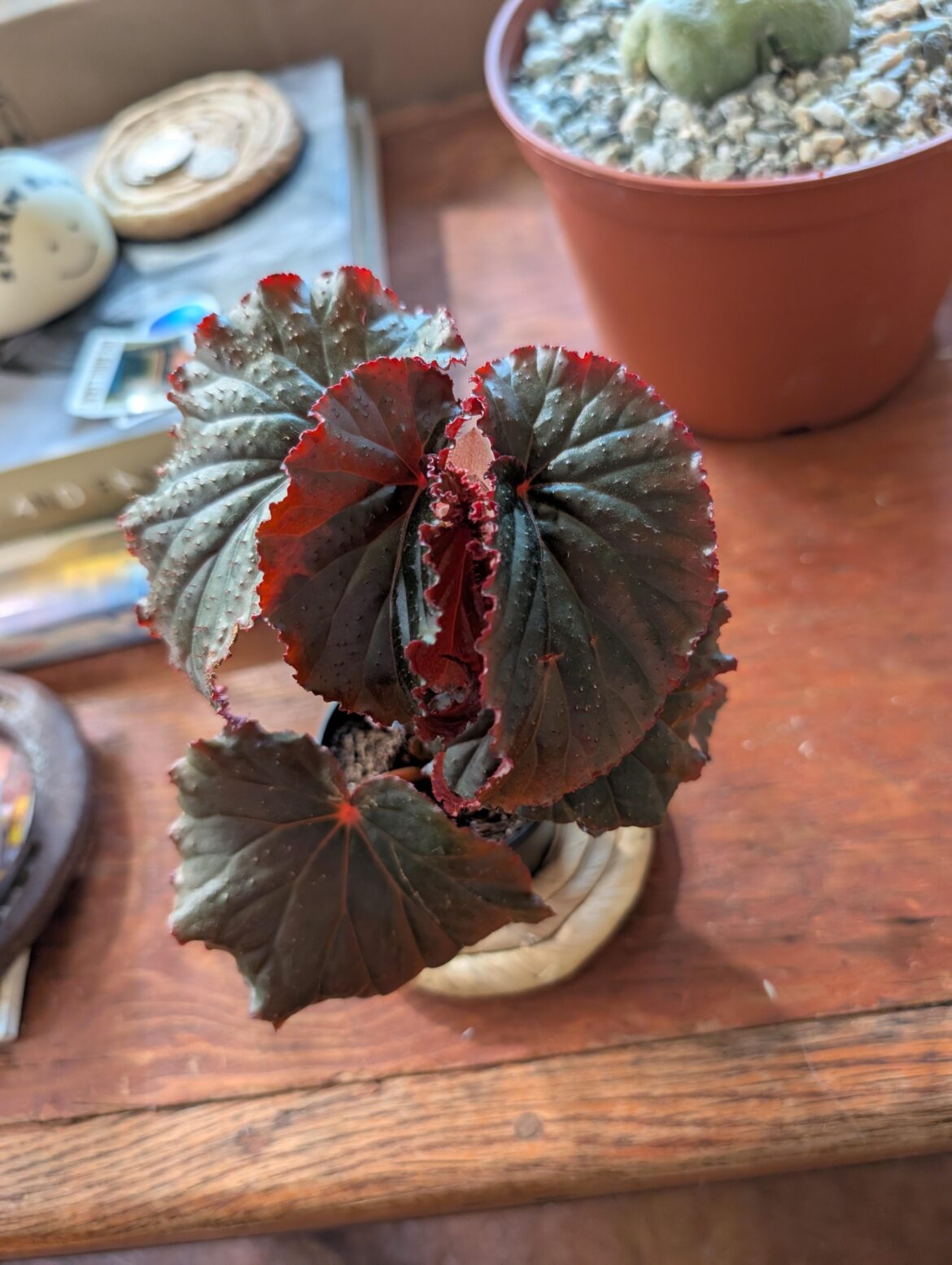 another "begonia hybrid" from the store, any guesses?