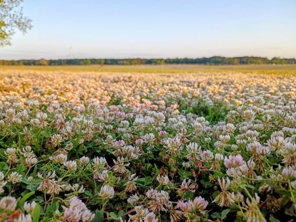 We love our clover yard